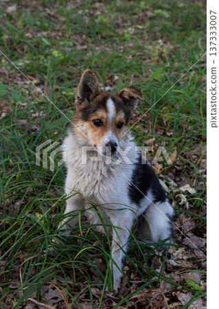 A playful dog exploring the lush green grass in a natural outdoor setting during the golden hour of late afternoon A playful dog exploring the lush green grass in a natural outdoor setting during the golden hour of late afternoon 137333007