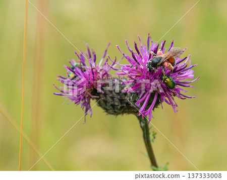 Close encounter with Andrena mining bee and Cetonia aurata on vibrant purple thistle flower in a blooming meadow Close encounter with Andrena mining bee and Cetonia aurata on vibrant purple thistle flower in a blooming meadow 137333008