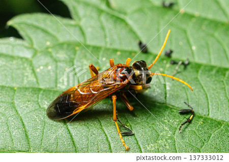Four-spotted sawfly Cimbex quadrimaculatus observed on a leaf resting in its natural habitat during daylight in a lush environment 137333012