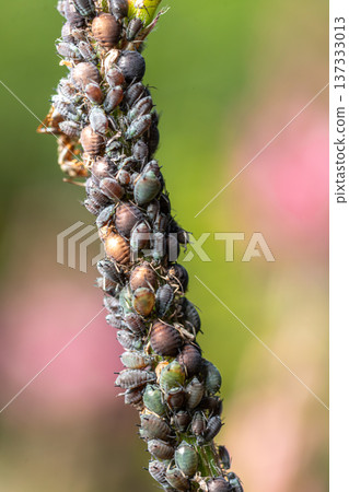 Cluster of aphids feeding on plant stem in a garden during a sunny day with blurred green background Cluster of aphids feeding on plant stem in a garden during a sunny day with blurred green background 137333013