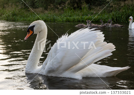 Majestic mute swan gliding gracefully on calm waters while cygnets swim nearby in a serene natural habitat during golden hour 137333021