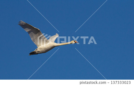 Mute swan Cygnus olor in flight with blue skies in the background 137333023