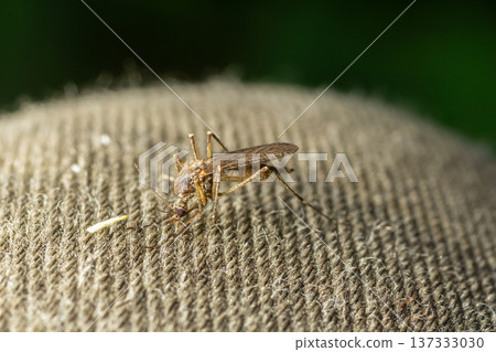 macro of Mosquito Suck in blood,Mosquito using mouth drill through clothes,mosquitoes are carrier of human and animal diseases,selecttive focus macro of Mosquito Suck in blood,Mosquito using mouth drill through clothes,mosquitoes are carrier of human and animal diseases,selecttive focus 137333030
