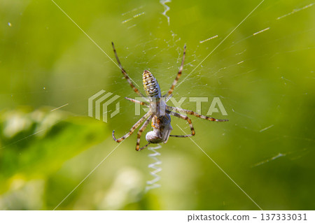 Spider weaving a delicate web in a vibrant green garden during a sunny day 137333031