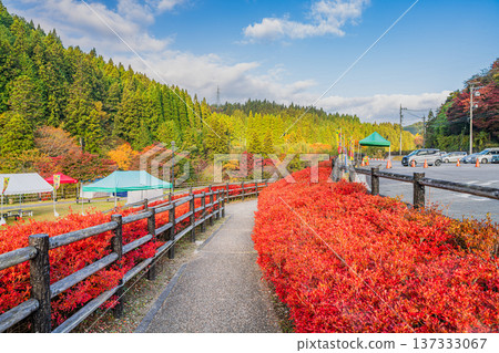 豐田市大平公園的道壇杜鵑花景觀（愛知縣） 137333067