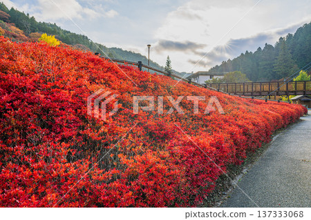 The Wind Suspension Bridge and Enkianthus campanulatus in Oihira Park, Toyota City (Aichi Prefecture) 137333068