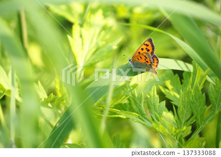 A copper butterfly resting on a blade of grass A copper butterfly resting on a blade of grass 137333088