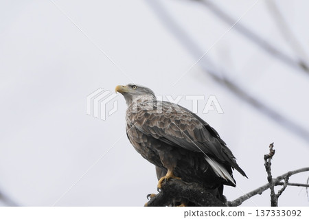 White-tailed eagle aiming for prey White-tailed eagle aiming for prey 137333092