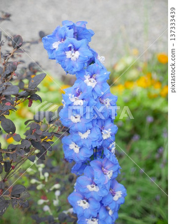 Larkspur 02 137333439