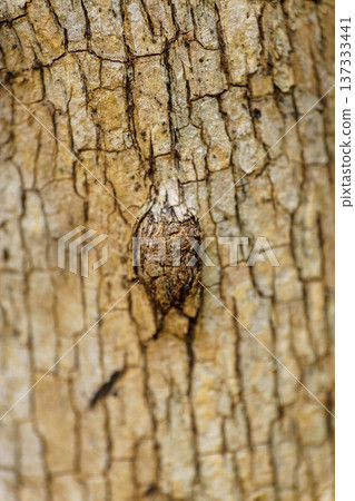 Old tree bark pattern Old tree bark pattern 137333441