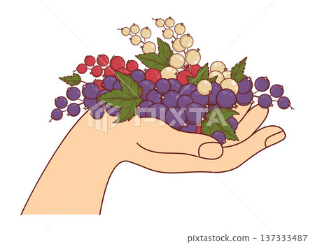 Human Hand Holding Fresh Mixed Currant Berries. Red White and Blackcurrant Berry with Leaves. Organic Farm, Healthy Nutrition and Harvest. Vector Illustration Human Hand Holding Fresh Mixed Currant Berries. Red White and Blackcurrant Berry with Leaves. Organic Farm, Healthy Nutrition and Harvest. Vector Illustration 137333487