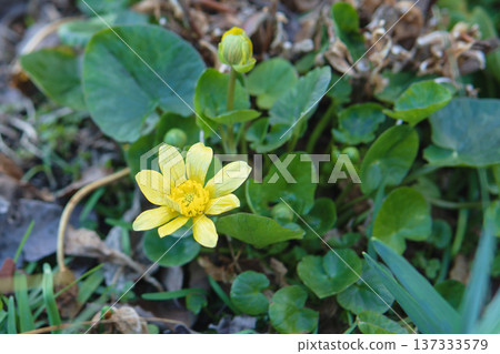 三月，黃色的沼澤金盞花和花苞開始綻放。 137333579