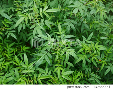 Marigold 02 137333661