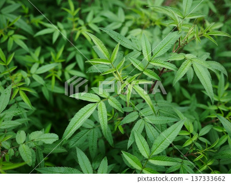 Marigold 03 137333662