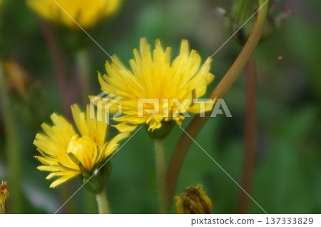 開花在春天領域的蒲公英黃色花 開花在春天領域的蒲公英黃色花 137333829