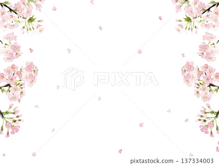 水彩櫻花邊框素材【手繪】透明背景、白色背景，留白區域 137334003