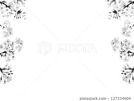 Monotone watercolor cherry blossom frame material [hand-drawn] White background Transparent background Copy space available 137334004