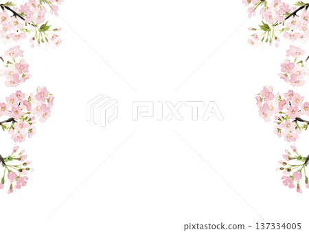 Watercolor cherry blossom frame material [hand-drawn] Transparent background White background Copy space available 137334005