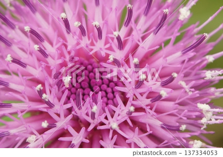 Thistle flowers are blooming Thistle flowers are blooming 137334053