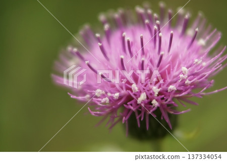 Thistle flowers are blooming Thistle flowers are blooming 137334054