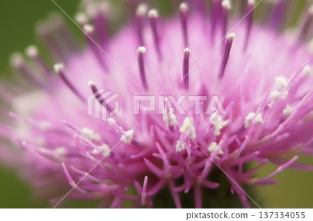 Thistle flowers are blooming Thistle flowers are blooming 137334055