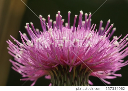 Thistle flowers are blooming 137334062