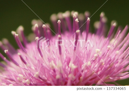Thistle flowers are blooming Thistle flowers are blooming 137334065