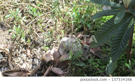 Cat's hide and seek Cat's hide and seek 137334166
