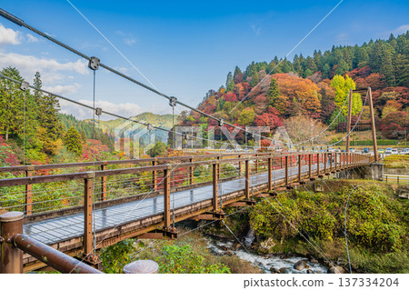 The Wind Suspension Bridge and autumn leaves at Oihira Park in Toyota City (Aichi Prefecture) The Wind Suspension Bridge and autumn leaves at Oihira Park in Toyota City (Aichi Prefecture) 137334204