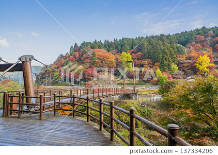 豐田市(愛知縣)大平公園的風吊橋和秋葉 豐田市(愛知縣)大平公園的風吊橋和秋葉 137334206