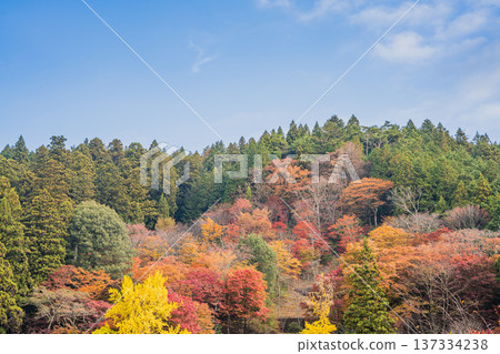 Autumn foliage at Oihira Park in Toyota City (Aichi Prefecture) 137334238
