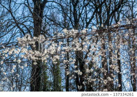 Hedge clematis, climbing shrub, clematis vitalba 137334261