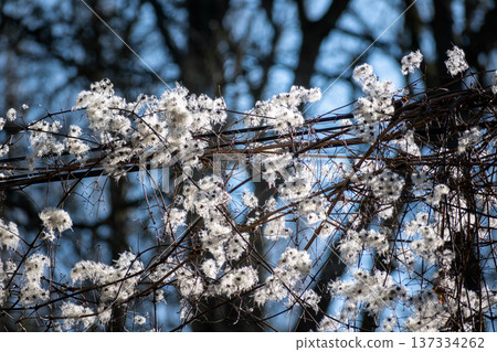 Hedge clematis, climbing shrub, clematis vitalba 137334262