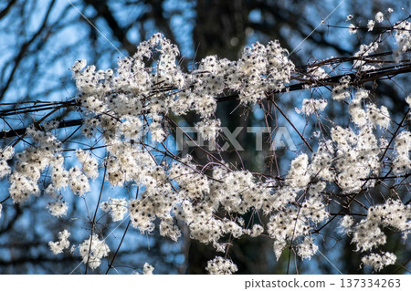 Hedge clematis, climbing shrub, clematis vitalba Hedge clematis, climbing shrub, clematis vitalba 137334263