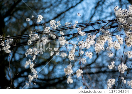 Hedge clematis, climbing shrub, clematis vitalba Hedge clematis, climbing shrub, clematis vitalba 137334264