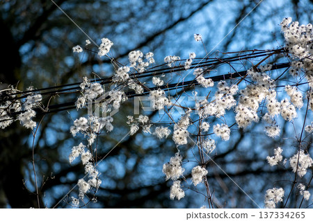 Hedge clematis, climbing shrub, clematis vitalba 137334265