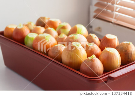 Prepared onion bulbs for growing greens. Golden bulbs with trimmed tops in plastic tray. Indoor vegetable garden Prepared onion bulbs for growing greens. Golden bulbs with trimmed tops in plastic tray. Indoor vegetable garden 137334418