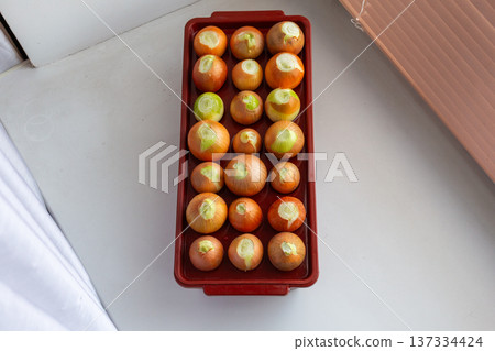 Forcing onions for green shoots indoors. Trimmed bulbs in plastic container. Winter vegetable growing at home Forcing onions for green shoots indoors. Trimmed bulbs in plastic container. Winter vegetable growing at home 137334424