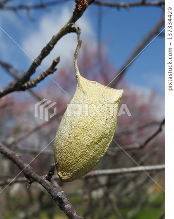 附著在梅枝上的臼蛾繭（早春） 137334429
