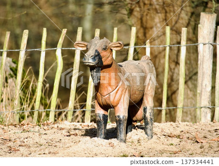 Red-brown sheep standing by a wooden fence in a sunny meadow 137334441