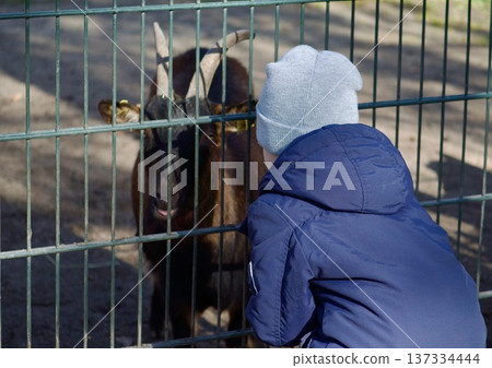 Young boy watching a horned goat through a wire fence in a park Young boy watching a horned goat through a wire fence in a park 137334444