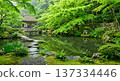 日本庭園池塘和茶室，四周環繞著翠綠的楓葉。 137334446
