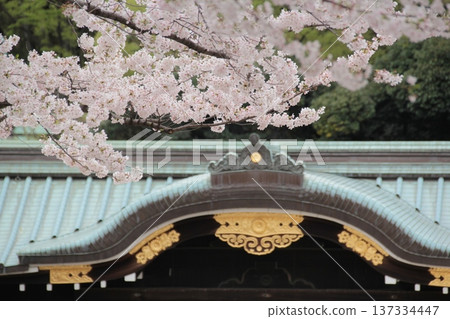 一座可以欣賞櫻花和燈籠景色的神社 一座可以欣賞櫻花和燈籠景色的神社 137334447