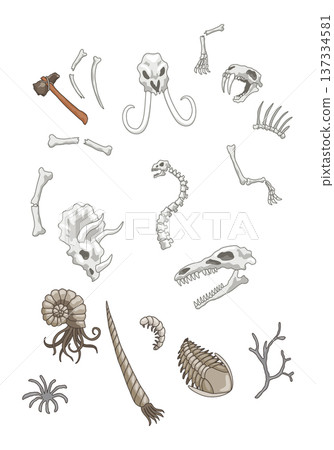 Dinosaurs skeletons parts underground. Fossils, bones of prehistoric reptiles and ammonites Dinosaurs skeletons parts underground. Fossils, bones of prehistoric reptiles and ammonites 137334581