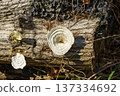 Mushrooms grown in stumps 137334692