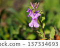 Purple flowers blooming in the spring field 137334693