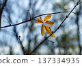 Leaves that survived the cold winter and remained on the branches 137334935
