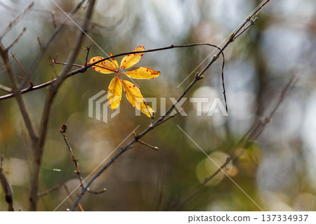Leaves that survived the cold winter and remained on the branches 137334937