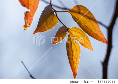 Leaves that survived the cold winter and remained on the branches 137334943