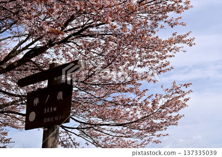 埼玉縣博諾米內櫻花盛開 137335039